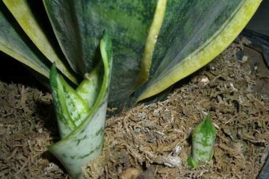 虎皮兰如何修剪好看，虎皮兰的修剪办法图片