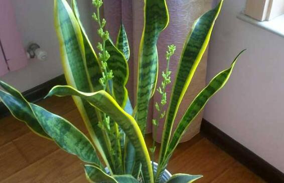 虎皮兰如何修剪好看，虎皮兰的修剪办法图片