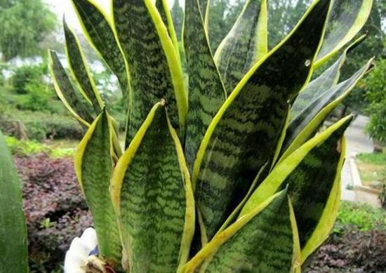 虎皮兰如何修剪好看，虎皮兰的修剪办法图片