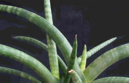 虎皮兰叶子卷成一根棍如何办,干旱/暴晒(附处理办法)