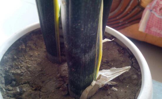 虎皮兰叶子卷成一根棍如何办,干旱/暴晒(附处理办法)