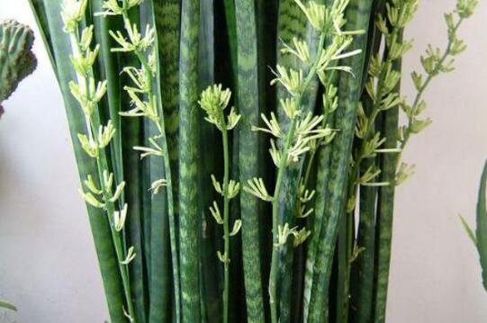 虎皮兰叶子卷成一根棍如何办,干旱/暴晒(附处理办法)