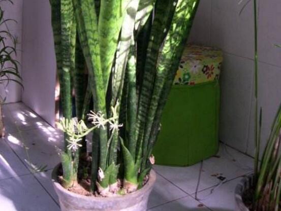 虎皮兰叶子卷成一根棍如何办,干旱/暴晒(附处理办法)