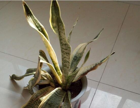 虎皮兰叶子卷成一根棍如何办,干旱/暴晒(附处理办法)