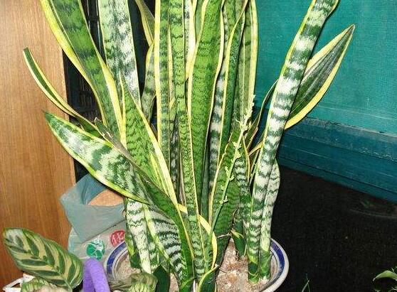 虎皮兰叶子卷成一根棍如何办,干旱/暴晒(附处理办法)