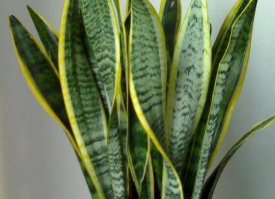 虎皮兰叶子卷成一根棍如何办,干旱/暴晒(附处理办法)