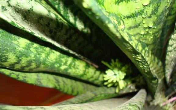 虎皮兰叶子卷成一根棍如何办,干旱/暴晒(附处理办法)