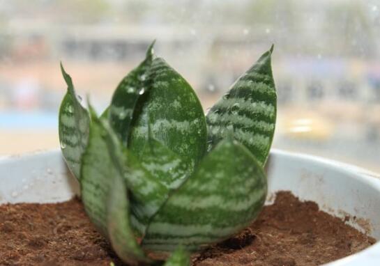 虎皮兰叶子卷成一根棍如何办,干旱/暴晒(附处理办法)