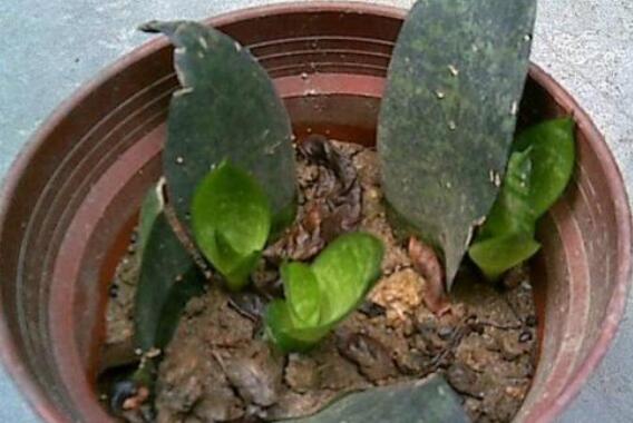 虎皮兰叶子卷成一根棍如何办,干旱/暴晒(附处理办法)