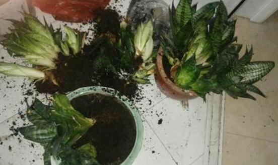 虎皮兰叶子卷成一根棍如何办,干旱/暴晒(附处理办法)