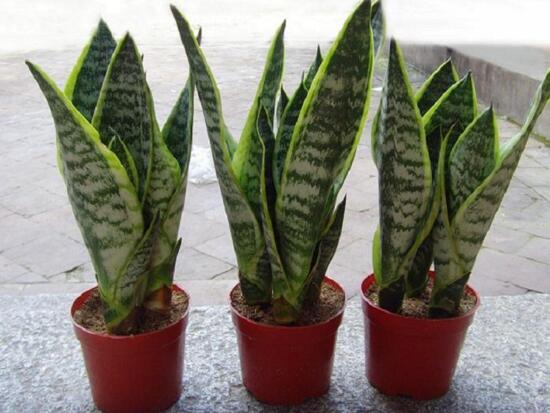 虎皮兰为何卷起来了，虎皮兰卷叶如何办(4个处理办法)