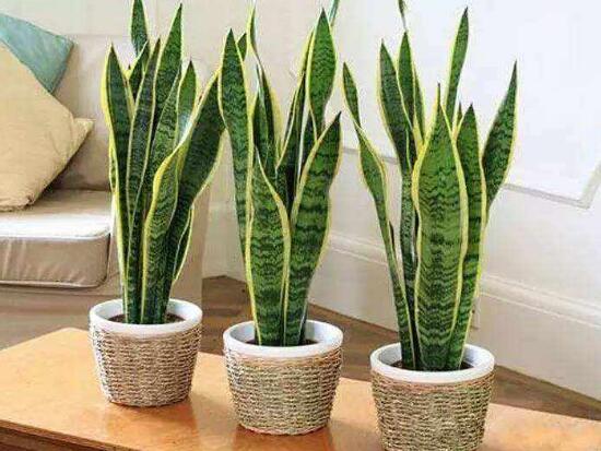 虎皮兰为何卷起来了，虎皮兰卷叶如何办(4个处理办法)