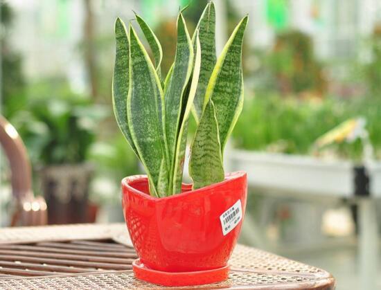 虎皮兰为何卷起来了，虎皮兰卷叶如何办(4个处理办法)