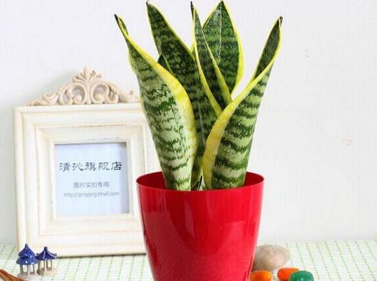 虎皮兰为何卷起来了，虎皮兰卷叶如何办(4个处理办法)