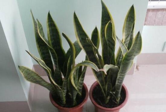 虎皮兰为何卷起来了，虎皮兰卷叶如何办(4个处理办法)
