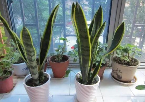 虎皮兰为何卷起来了，虎皮兰卷叶如何办(4个处理办法)