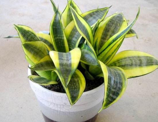 虎皮兰为何卷起来了，虎皮兰卷叶如何办(4个处理办法)