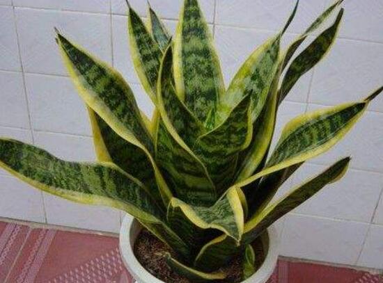 虎皮兰为何卷起来了，虎皮兰卷叶如何办(4个处理办法)