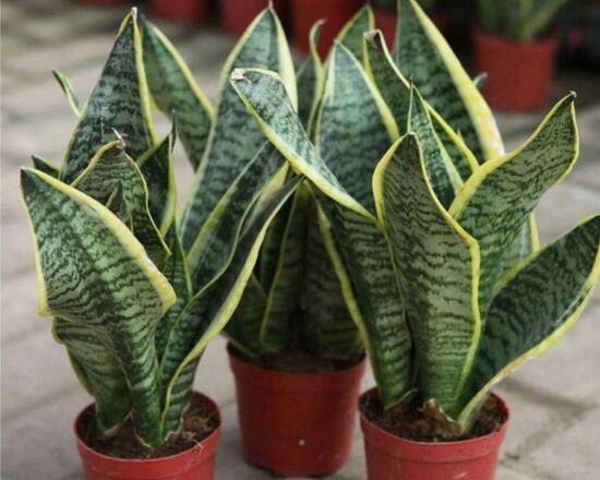 虎皮兰为何卷起来了，虎皮兰卷叶如何办(4个处理办法)