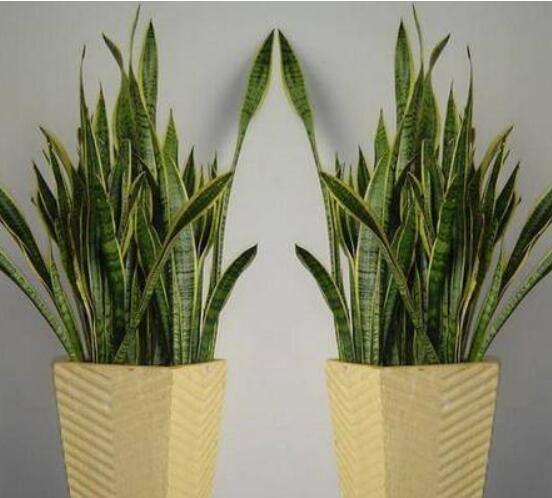 虎皮兰用什么花盆好看，虎皮兰用深盆还是浅盆