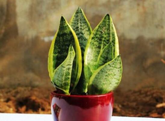 虎皮兰如何养发芽多，虎皮兰什么季节发新芽(春秋两季)