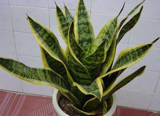 虎皮兰如何养发芽多，虎皮兰什么季节发新芽(春秋两季)