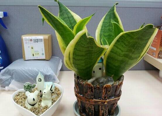 虎皮兰如何养发芽多，虎皮兰什么季节发新芽(春秋两季)