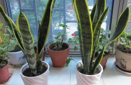 刚买的虎皮兰留意事项，教你轻松养出茂盛的虎皮兰