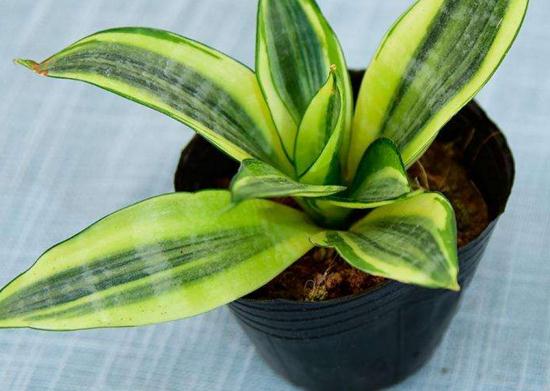 刚买的虎皮兰留意事项，教你轻松养出茂盛的虎皮兰