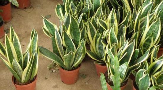 刚买的虎皮兰留意事项，教你轻松养出茂盛的虎皮兰