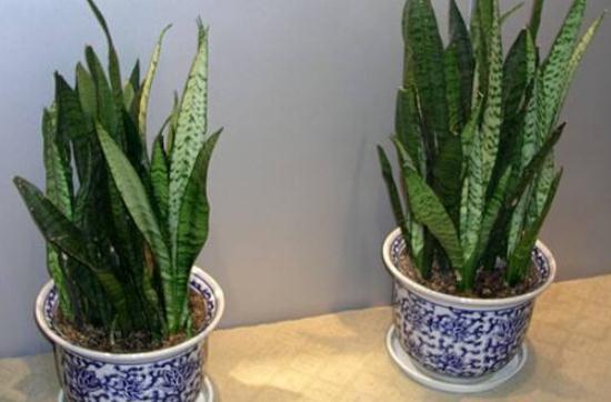 刚买的虎皮兰留意事项，教你轻松养出茂盛的虎皮兰