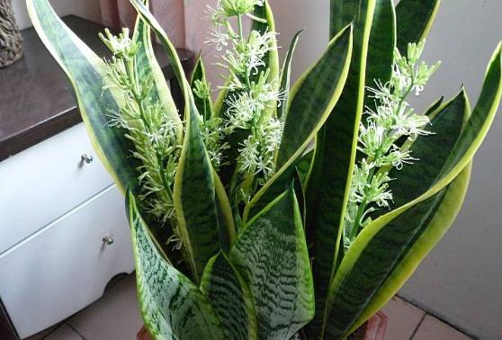 刚买的虎皮兰留意事项，教你轻松养出茂盛的虎皮兰
