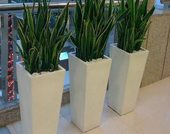 刚买的虎皮兰留意事项，教你轻松养出茂盛的虎皮兰