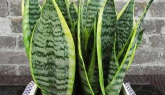 刚买的虎皮兰留意事项，教你轻松养出茂盛的虎皮兰