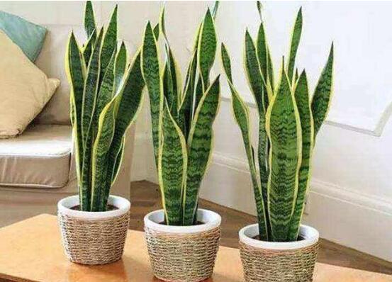金边虎皮兰如何养，4种办法教你养出品貌俱佳的金边虎皮兰