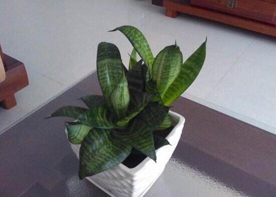 金边虎皮兰如何养，4种办法教你养出品貌俱佳的金边虎皮兰