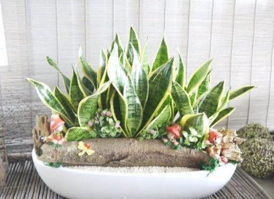 金边虎皮兰如何养，4种办法教你养出品貌俱佳的金边虎皮兰