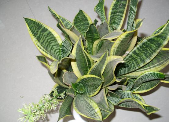 金边虎皮兰如何养，4种办法教你养出品貌俱佳的金边虎皮兰