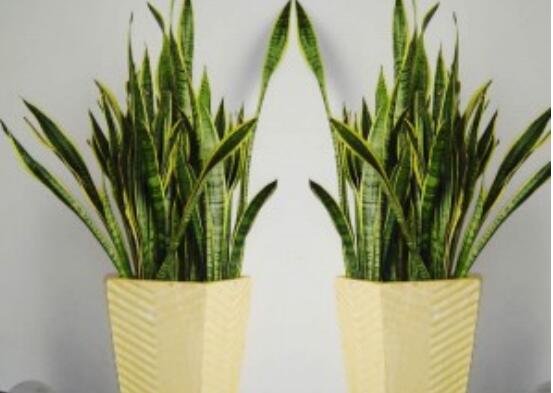 金边虎皮兰如何养，4种办法教你养出品貌俱佳的金边虎皮兰