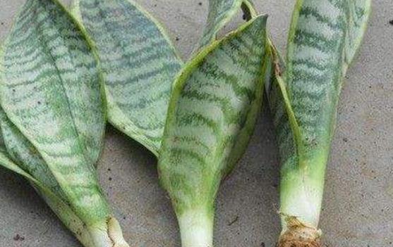 虎皮兰的繁殖办法，三种办法教你轻松繁殖