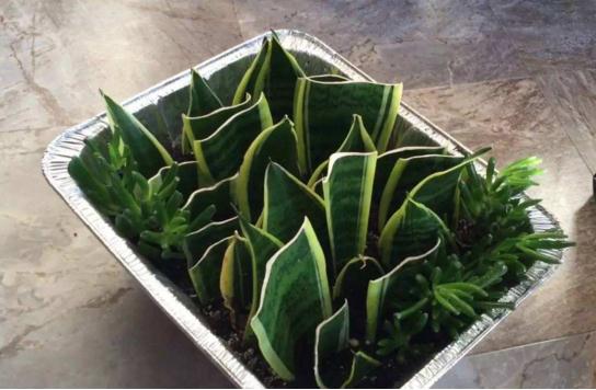 虎皮兰的繁殖办法，三种办法教你轻松繁殖