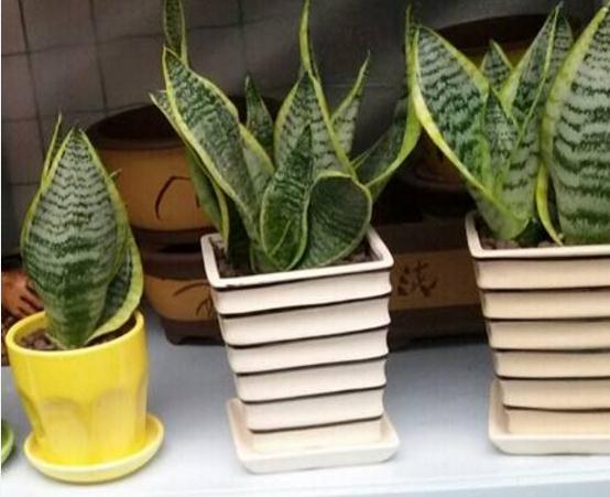 虎皮兰的繁殖办法，三种办法教你轻松繁殖