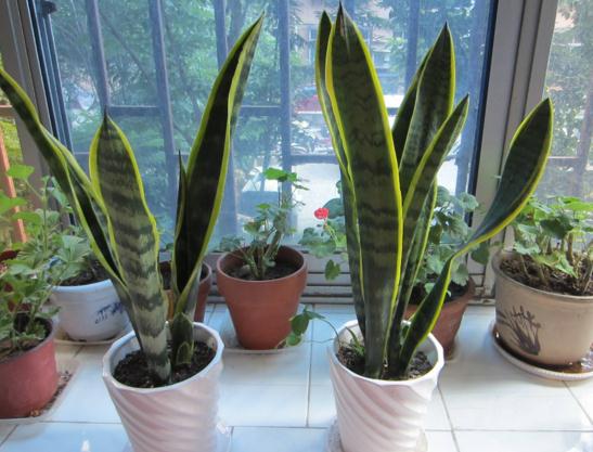 虎皮兰的繁殖办法，三种办法教你轻松繁殖