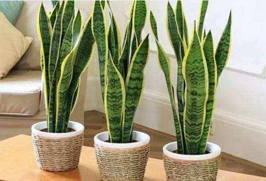 虎皮兰的繁殖办法，三种办法教你轻松繁殖