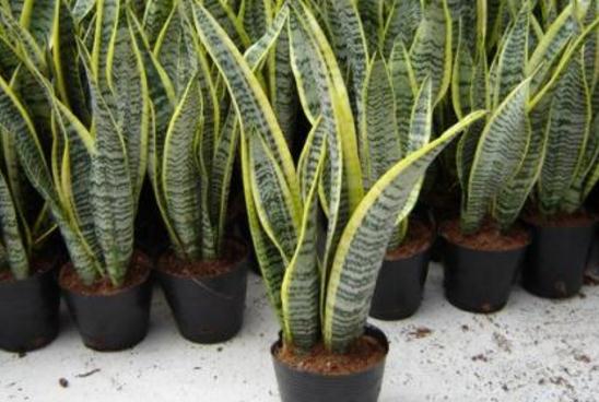 虎皮兰的繁殖办法，三种办法教你轻松繁殖