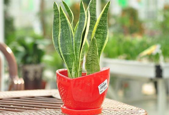 虎皮兰的繁殖办法，三种办法教你轻松繁殖