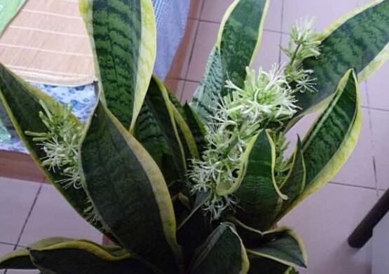 虎皮兰叶子如何变宽，3种办法让你的虎皮兰叶子又宽又肥