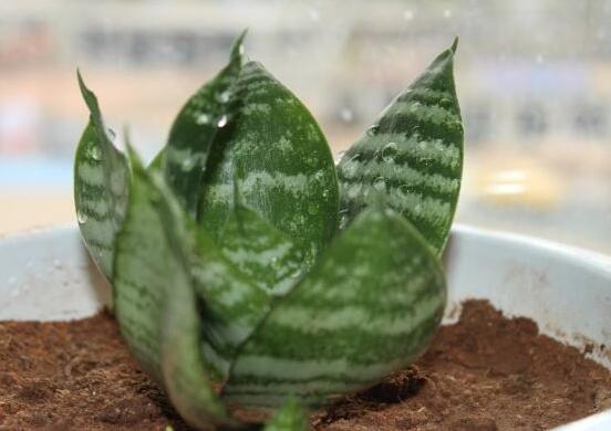 虎皮兰叶子如何变宽，3种办法让你的虎皮兰叶子又宽又肥