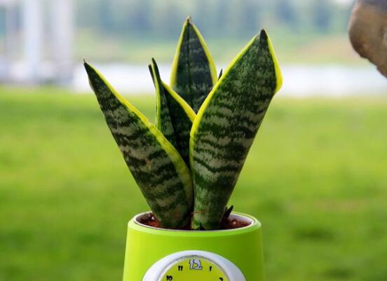 虎皮兰叶子如何变宽，3种办法让你的虎皮兰叶子又宽又肥