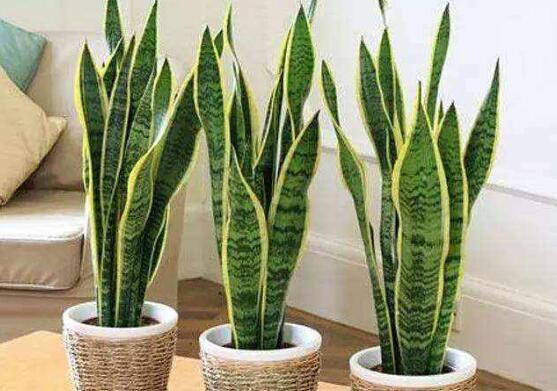 虎皮兰叶子如何变宽，3种办法让你的虎皮兰叶子又宽又肥